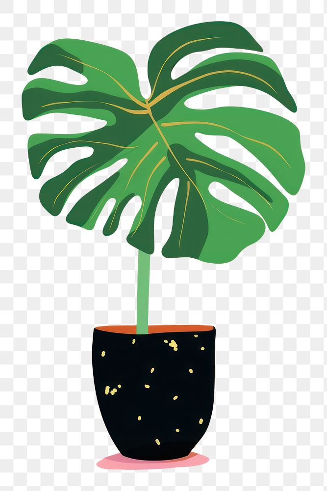 PNG Plant leaf xanthosoma houseplant. AI generated Image by rawpixel.