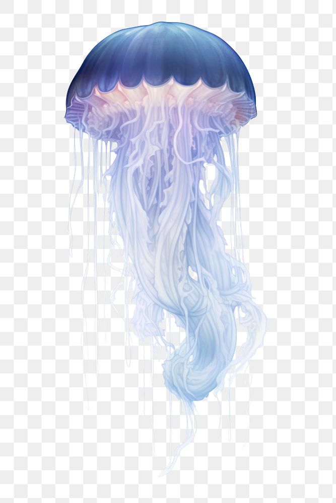 Jellyfish invertebrate translucent transparent. AI generated Image by rawpixel.