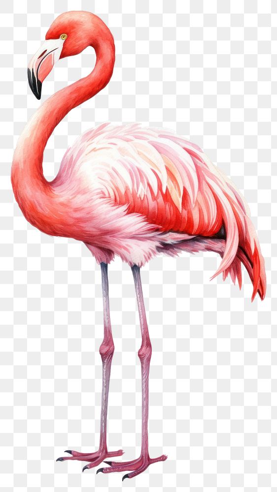 PNG Flamingo animal bird white background