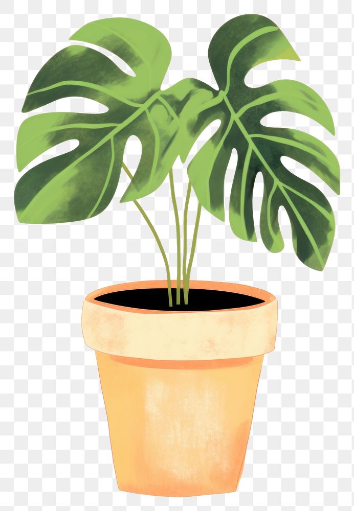 PNG Plant houseplant leaf flowerpot. 