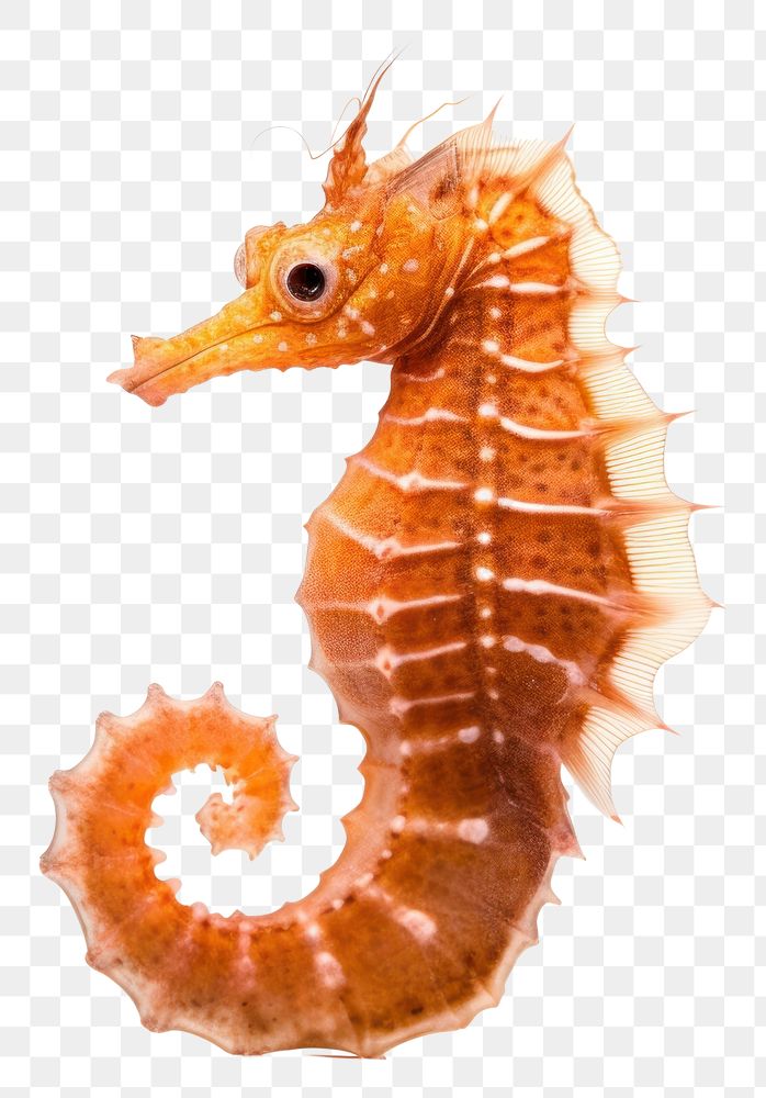 PNG Seahorse animal invertebrate wildlife. 