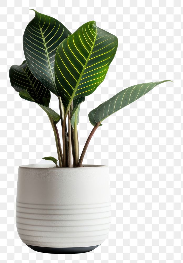 PNG Plant houseplant vase leaf. 