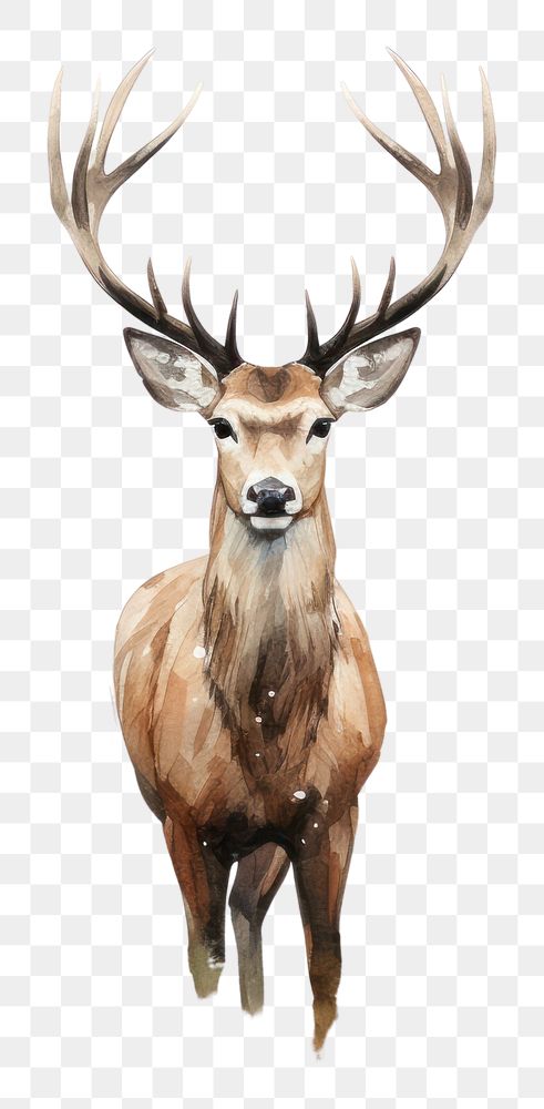 PNG Wildlife forest antler animal. AI generated Image by rawpixel.