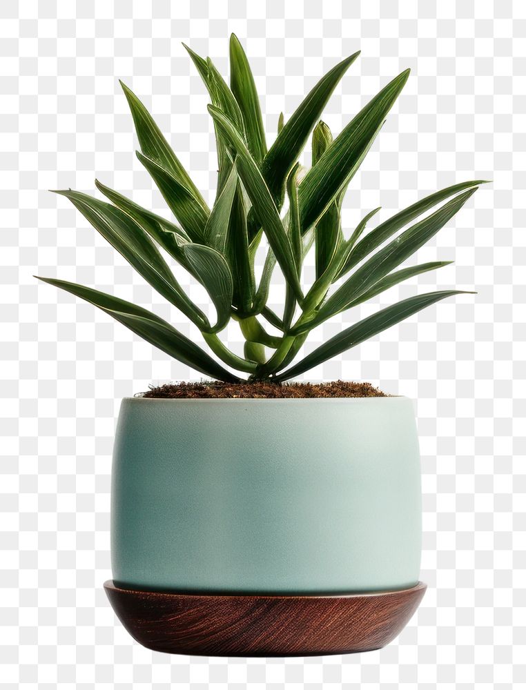 PNG Plant aloe leaf vase. AI generated Image by rawpixel.