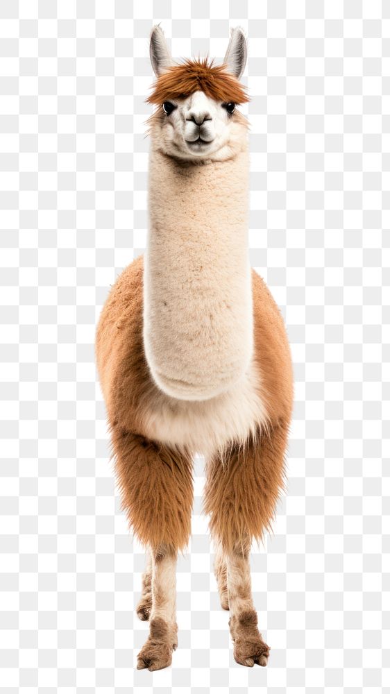 PNG Llama mammal animal alpaca. AI generated Image by rawpixel.