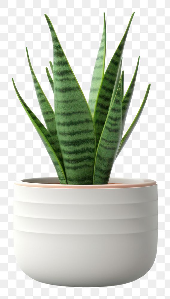 PNG Plant aloe vase white background. AI generated Image by rawpixel.