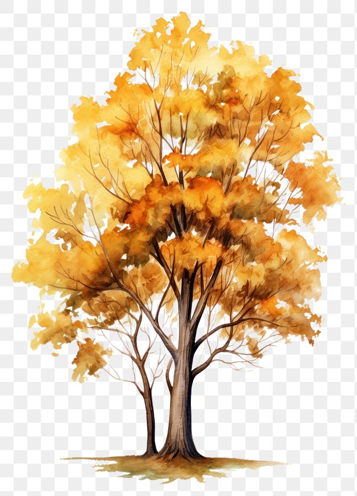 PNG Tree drawing autumn sketch. AI generated Image by rawpixel.