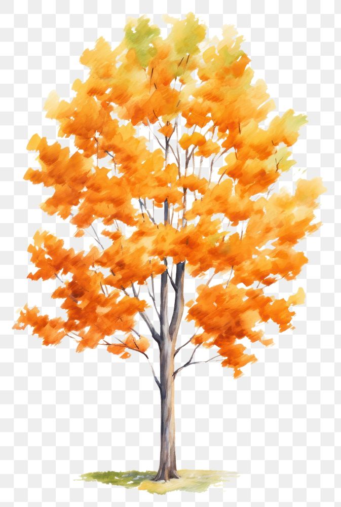 PNG Tree autumn plant maple. AI generated Image by rawpixel.