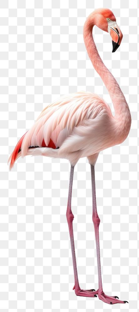 PNG Flamingo standing animal bird. AI generated Image by rawpixel.