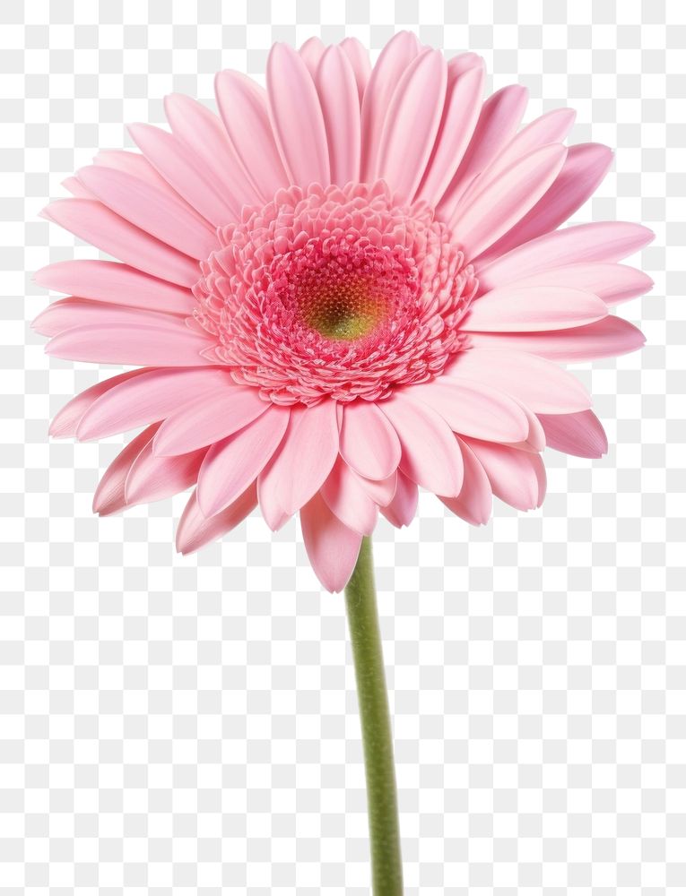PNG Flower blossom petal daisy. AI generated Image by rawpixel.