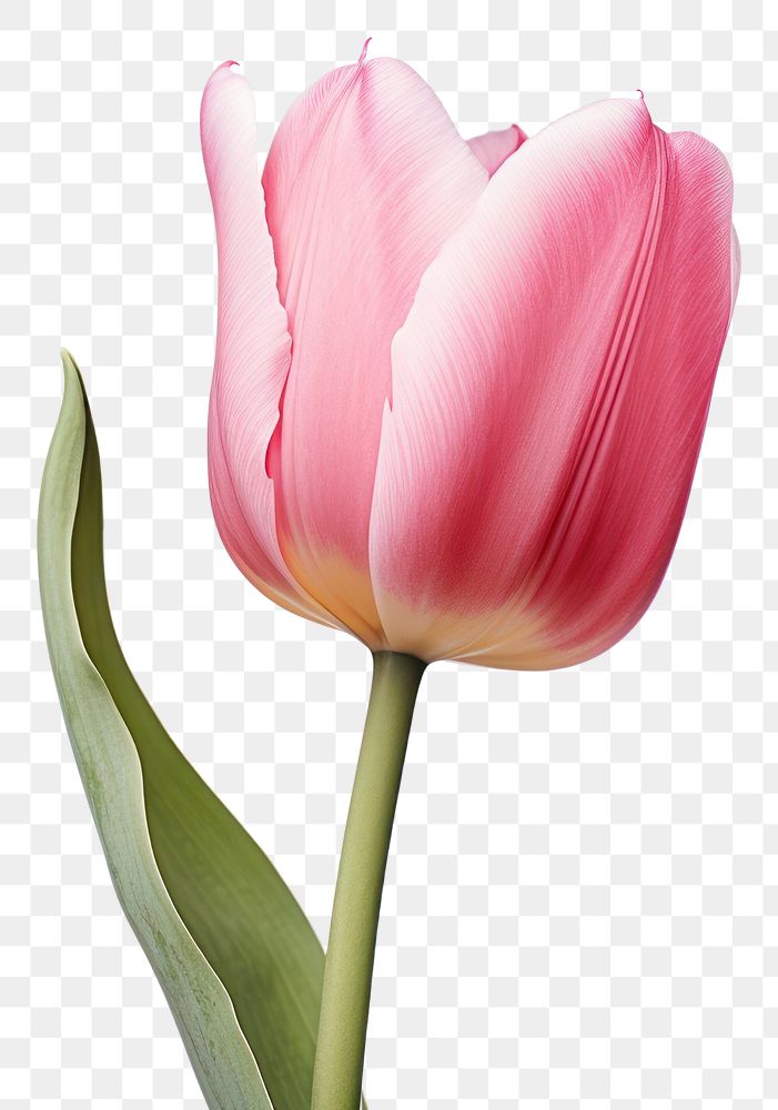 PNG Tulip blossom flower plant. AI generated Image by rawpixel.