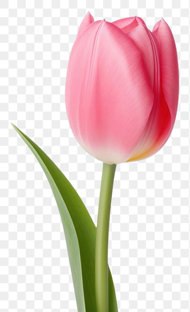 PNG Tulip blossom flower plant. 