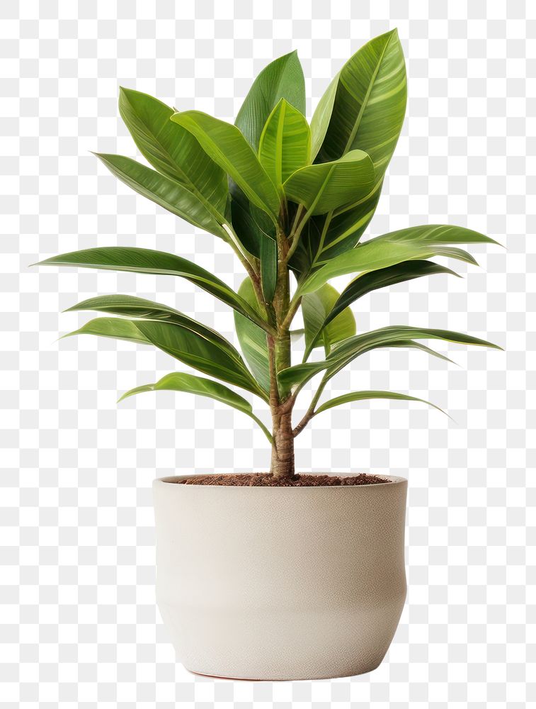 PNG Plant leaf transparent background potted plant. 