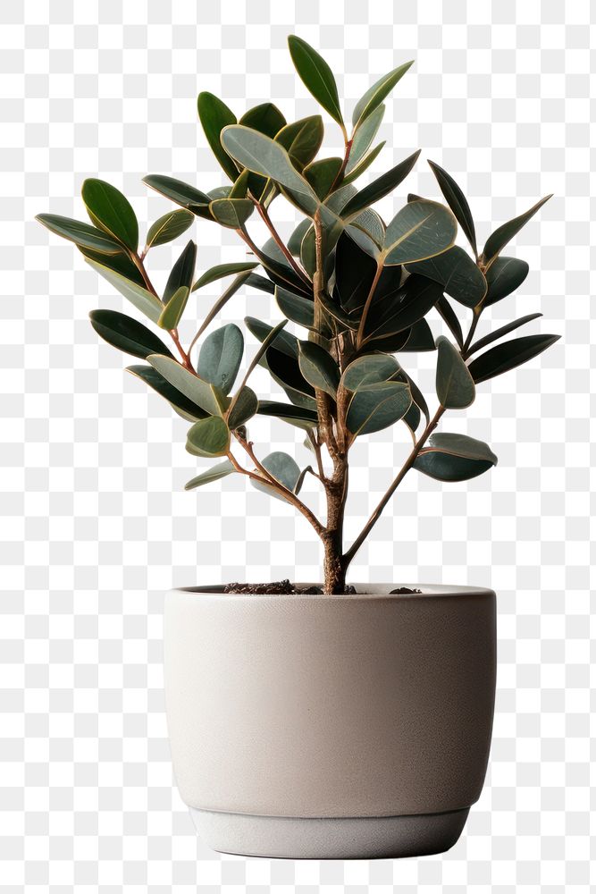PNG Plant bonsai leaf vase. | Premium PNG - rawpixel