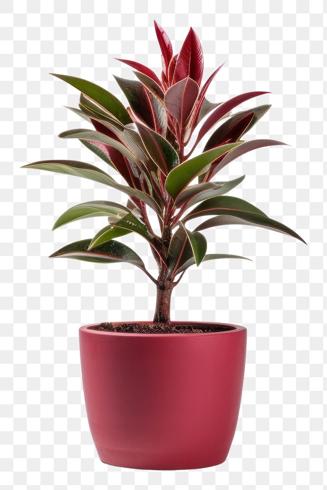 PNG Plant flower leaf pot. 