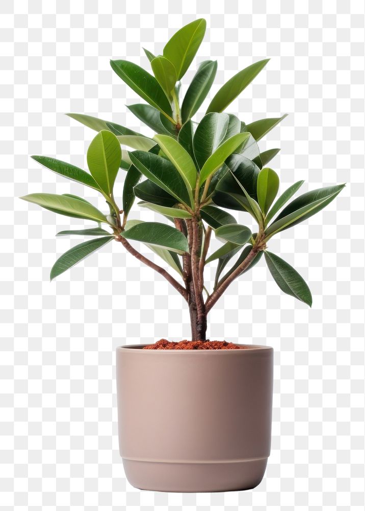 PNG Plant bonsai leaf vase. 