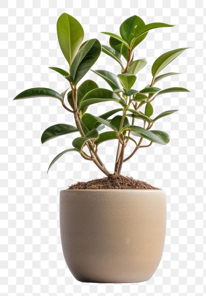 PNG Plant bonsai leaf tree. 