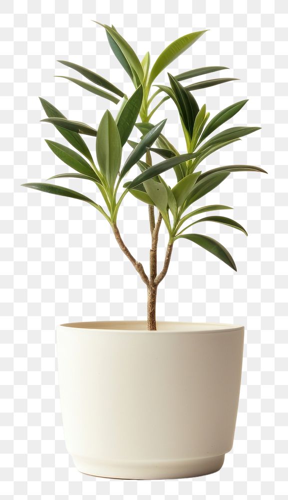 PNG Plant bonsai leaf vase. 