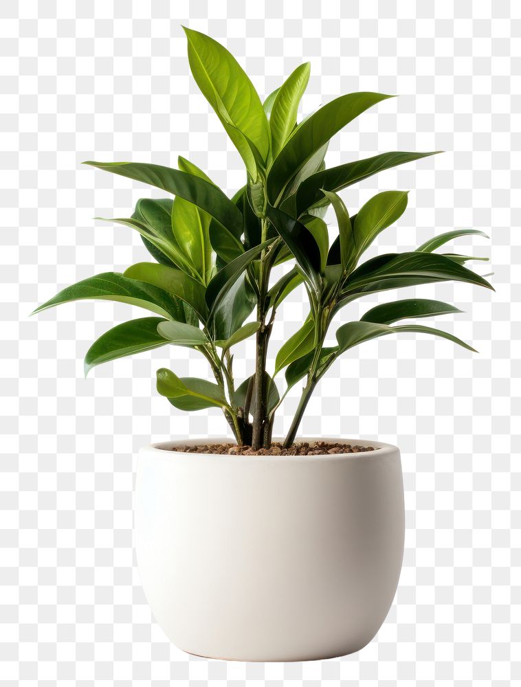 PNG Plant leaf vase transparent background. 