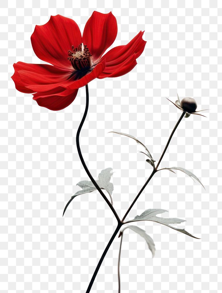 PNG Flower poppy petal plant. 