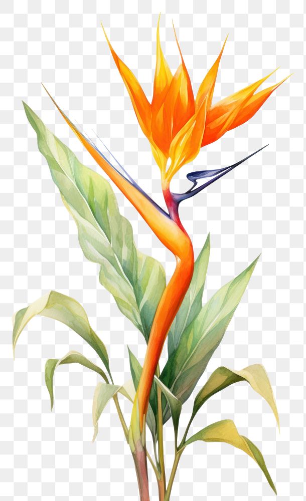 PNG Plant flower leaf bird. 