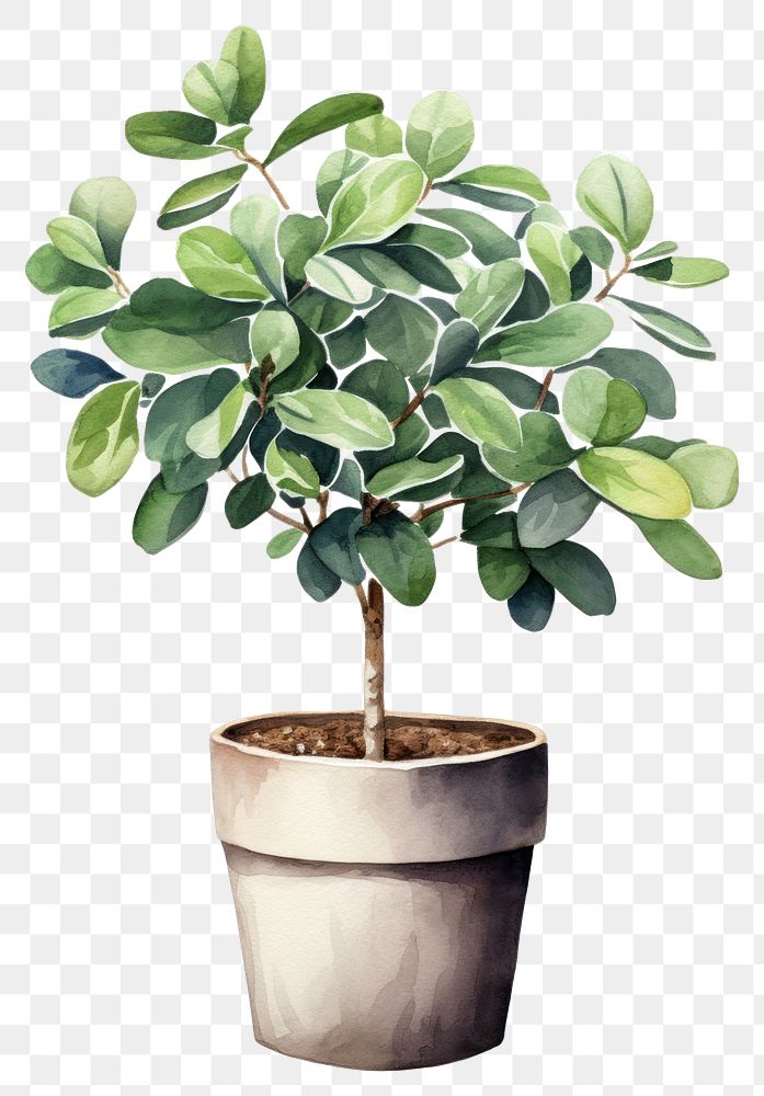 PNG Plant bonsai leaf tree. 