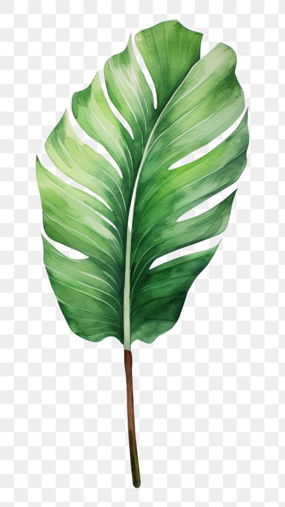 PNG Plant leaf white background xanthosoma. 