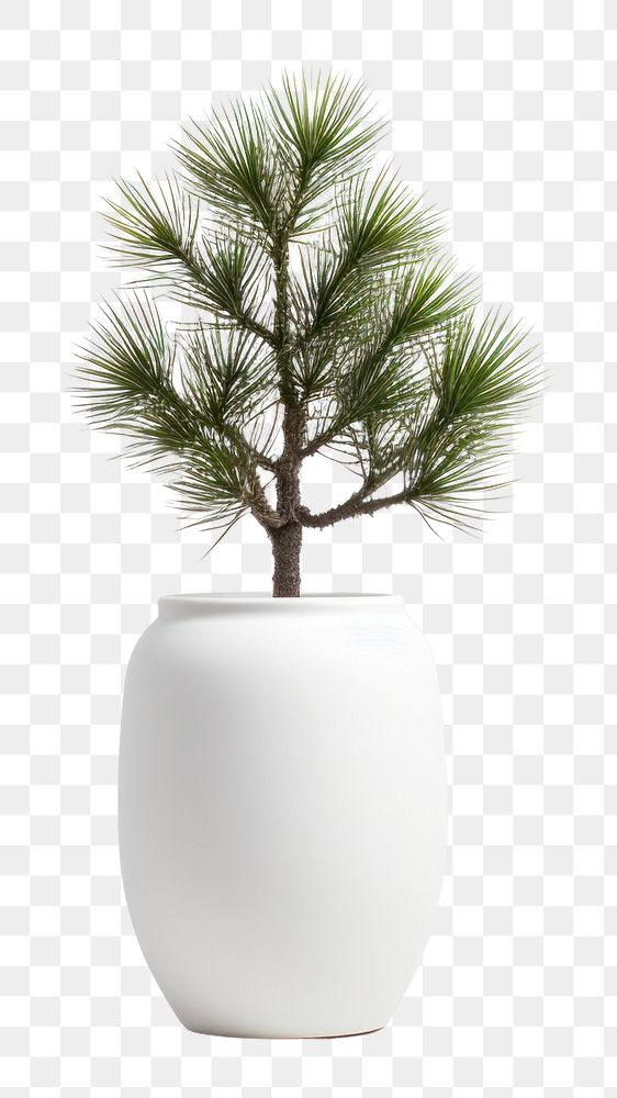 PNG Plant tree houseplant white. AI generated Image by rawpixel.