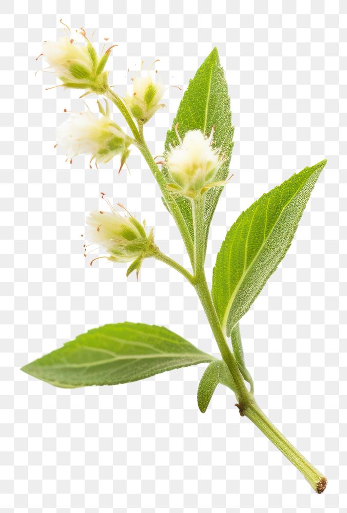 PNG Flower plant white herbs. AI generated Image by rawpixel.