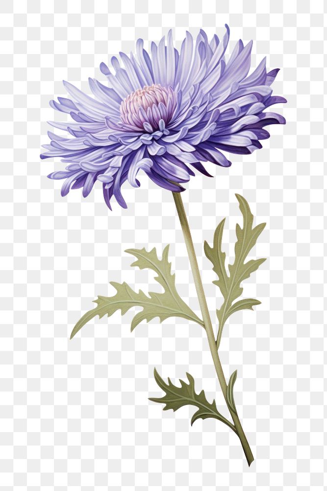 PNG Aster drawing flower petal. AI generated Image by rawpixel.