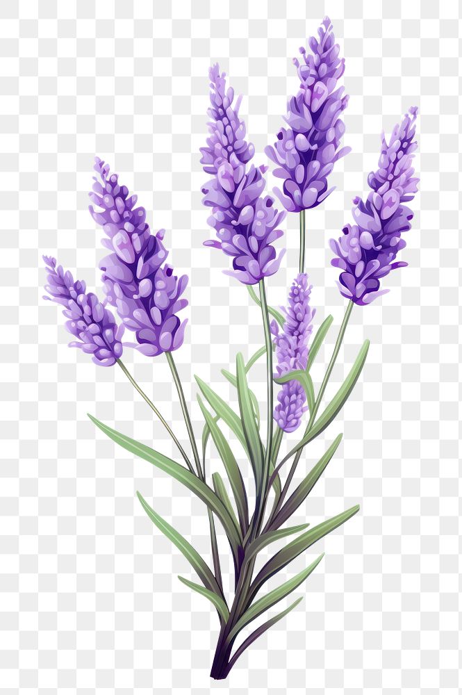 PNG Lavender blossom flower purple. | Premium PNG - rawpixel