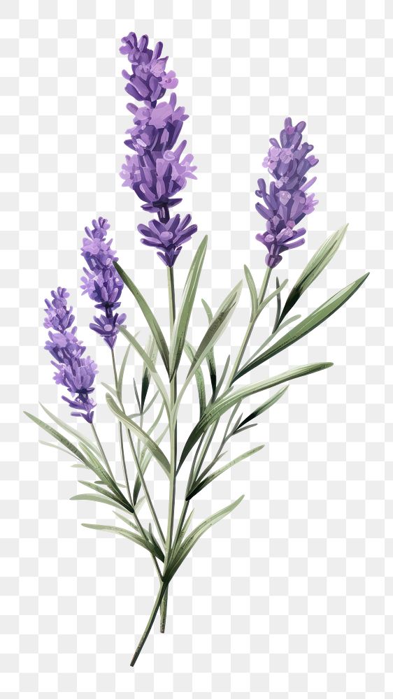 PNG Lavender blossom flower plant. | Premium PNG - rawpixel