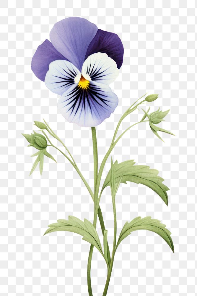 PNG Pansy flower plant transparent background. AI generated Image by rawpixel.