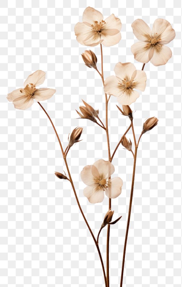 PNG Flower blossom plant petal