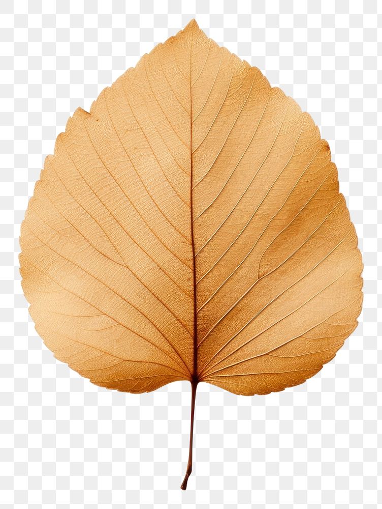 PNG Leaf plant brown tree. AI generated Image by rawpixel.