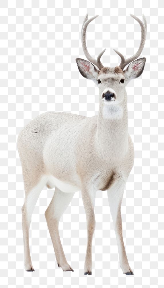 PNG Wildlife animal mammal white. AI generated Image by rawpixel.