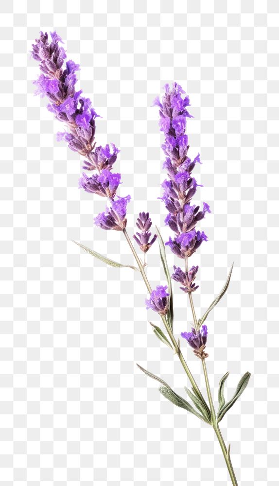 PNG Lavender flower wildflower blossom. AI generated Image by rawpixel.