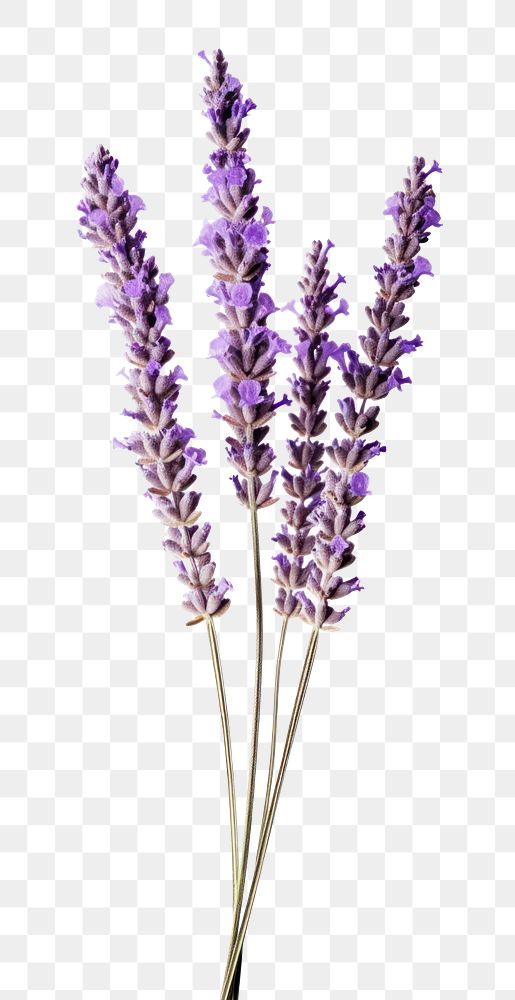 PNG Lavender flower blossom purple. | Free PNG - rawpixel