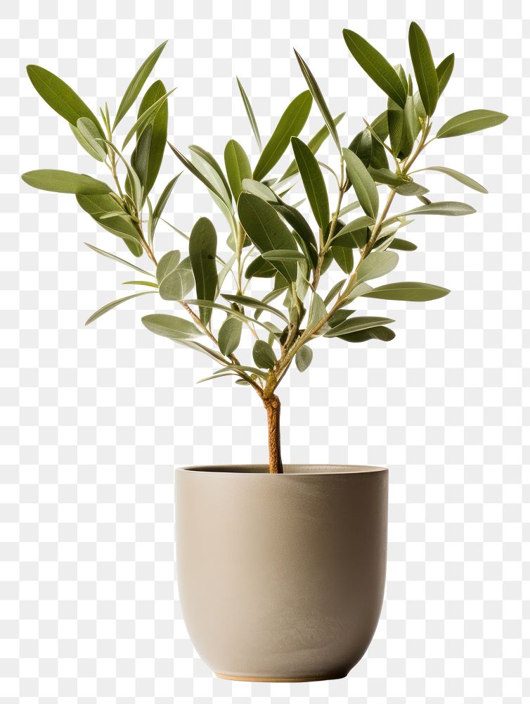 PNG Bonsai plant herbs leaf. AI generated Image by rawpixel.