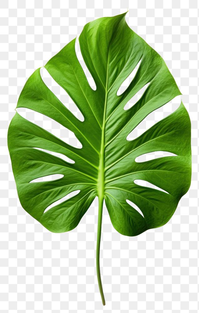 PNG Plant leaf xanthosoma transparent background