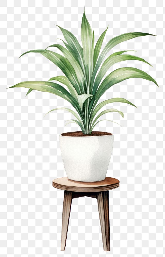 PNG Plant vase leaf bromeliaceae. 