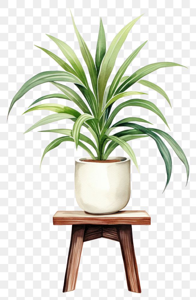 PNG Plant vase bromeliaceae houseplant. 