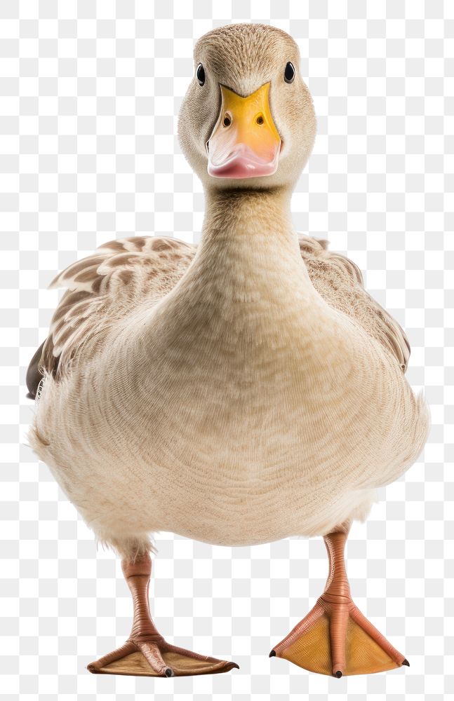 PNG Animal goose bird duck. 