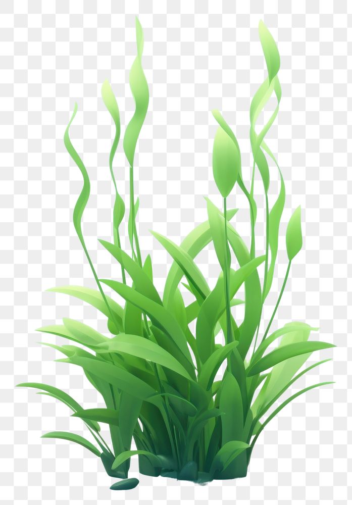 PNG Green aquatic plant grass. AI generated Image by rawpixel.