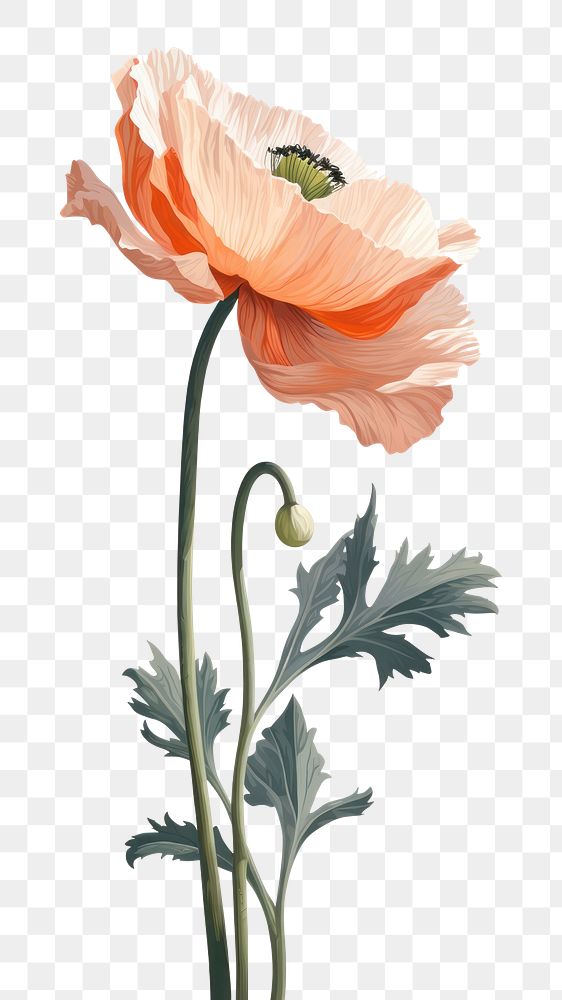 PNG Flower poppy plant inflorescence. AI generated Image by rawpixel.