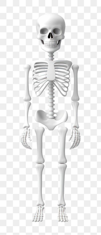 PNG Representation skeleton anatomy cartoon. 