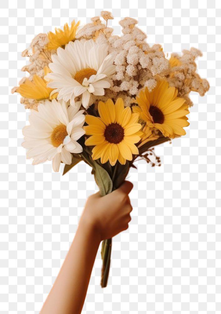 PNG  Flower daisy sunflower holding. AI generated Image by rawpixel.