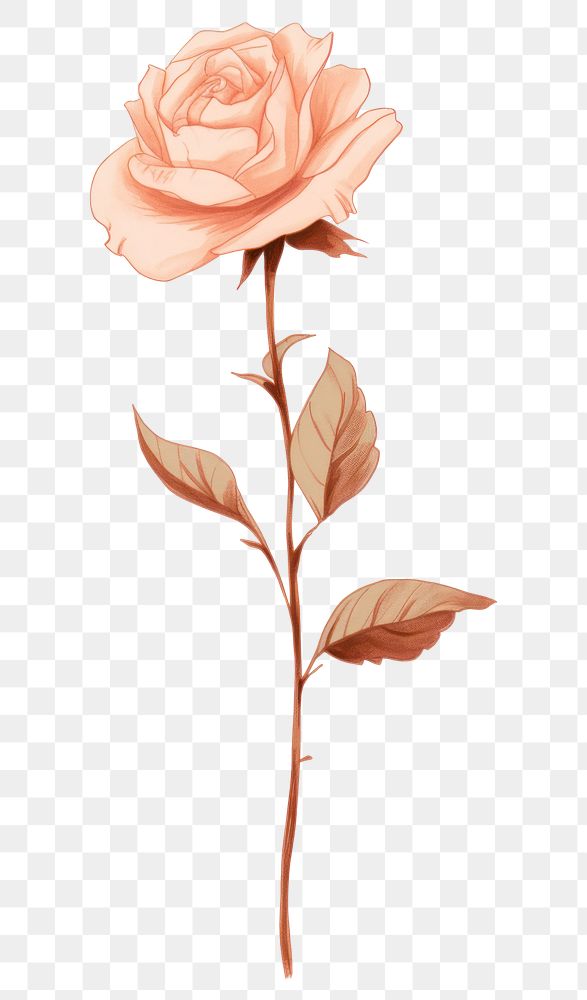 PNG Flower rose drawing plant. AI generated Image by rawpixel.