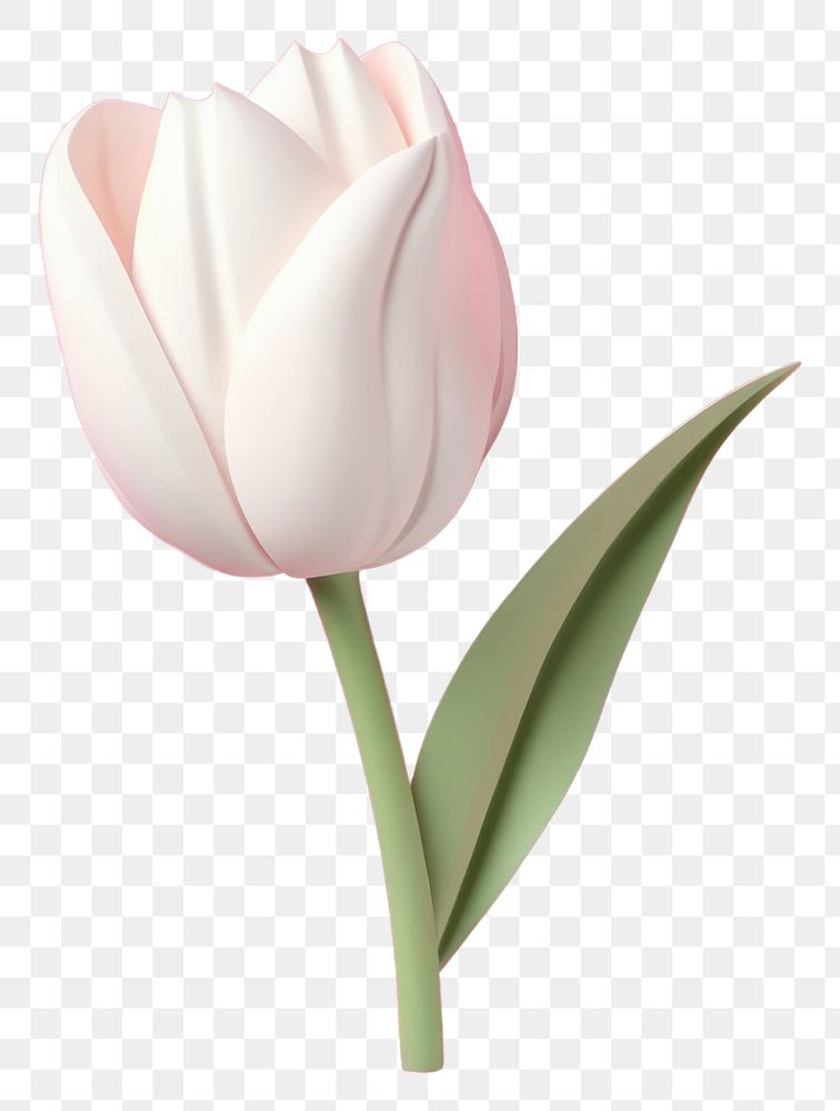 PNG Flower tulip white petal. AI generated Image by rawpixel.