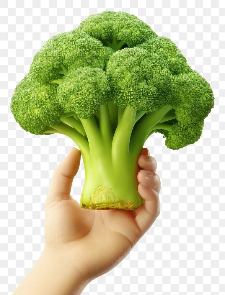 PNG Vegetable broccoli holding plant. 